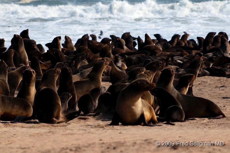 20090605_151747 D300 (1) X1.jpg - There were huge numbers of seals on the coast with a resultant foul odor